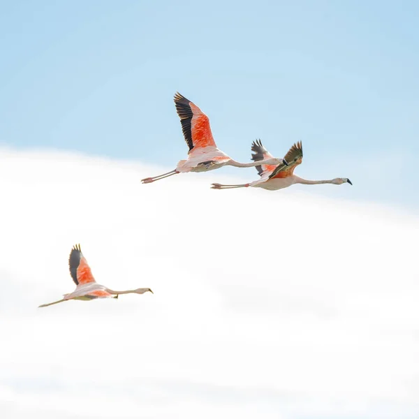 Flamencos Rosy Voladores en Nimez Área de Reserva de Aves, Patagonia —  Fotos de Stock