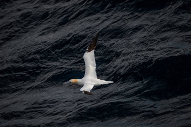 Kuzey bir tekne takip Gannet Atlantik Okyanusu uçan