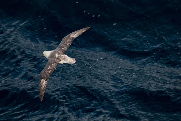 Volando hacia el norte de Fulmar en el océano Atlántico, siguiendo un barco — Foto de Stock