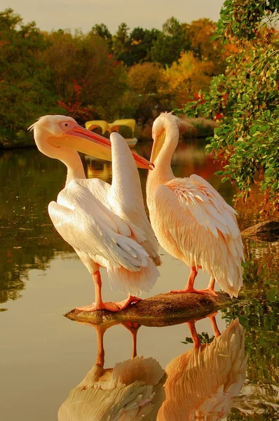 Dvě růžové pelikánů v lake park na podzim — Stock fotografie