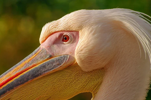 Rosy Pelican en el lago del parque en otoño —  Fotos de Stock