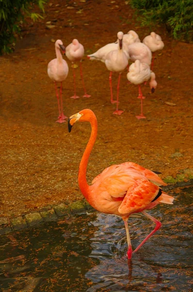 Rosiga chilensk flamingo vid sjön i höst — Stockfoto
