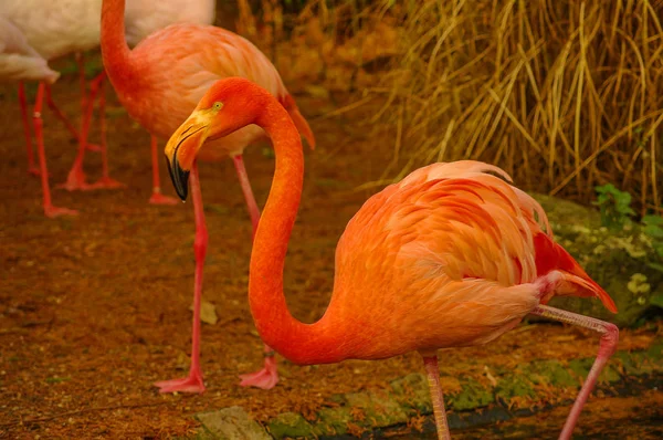 Rosy Chilean flamingo at lake in Autumn — Stock Photo, Image