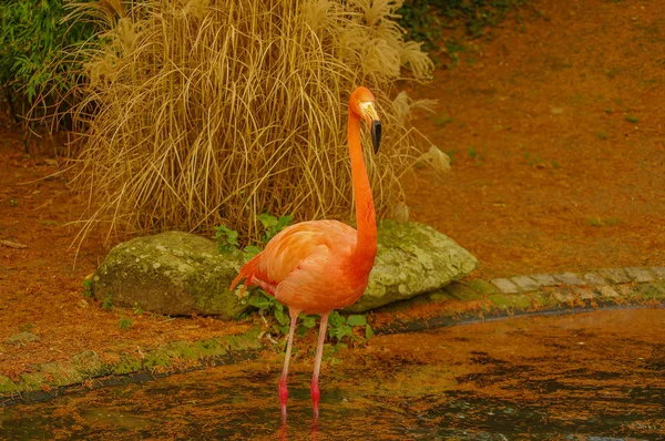 Rosiga chilensk flamingo vid sjön i höst — Stockfoto