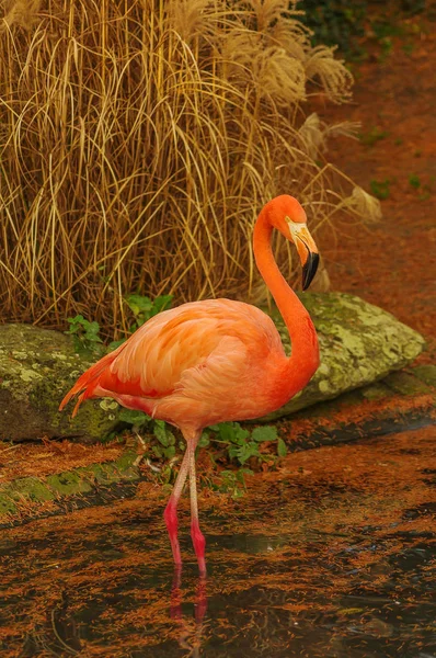 Rosiga chilensk flamingo vid sjön i höst — Stockfoto