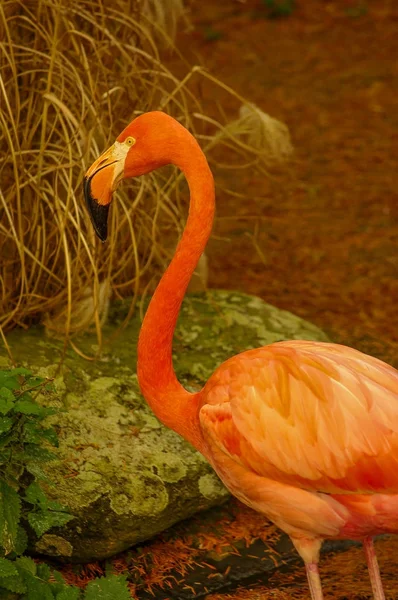 Rosy Chilean flamingo at lake in Autumn — Stock Photo, Image