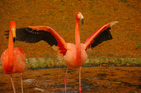 Rosiga chilensk flamingo vid sjön i höst — Stockfoto