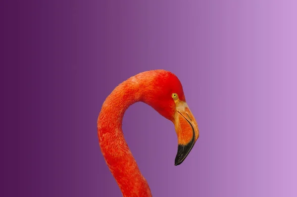 Rosy Chilean flamingo at smooth gradient background — Stock Photo, Image