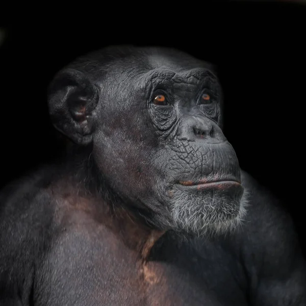 Портрет шимпанзе на черном фоне — стоковое фото