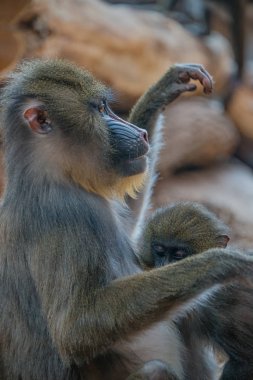 Genç Afrika Mandrill'di açık tatil portresi