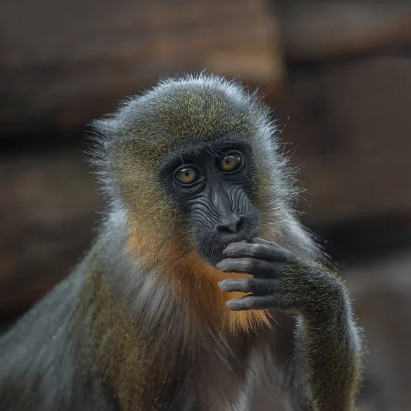 Retrato do jovem mandril africano no resort aberto — Fotografia de Stock