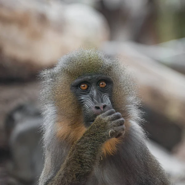 Retrato de un joven mandril africano en el balneario —  Fotos de Stock