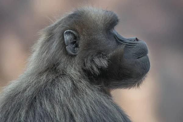 Retrato de triste babuino africano en la reserva abierta — Foto de Stock