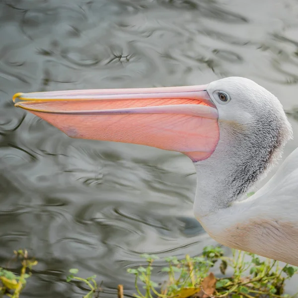 Kırmızı gagası ile güzel siyah ve beyaz Avustralya pelikanı — Stok fotoğraf