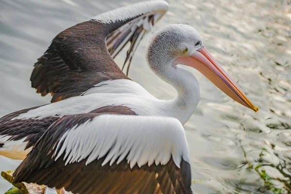 Belo pelicano australiano preto e branco com bico vermelho — Fotografia de Stock