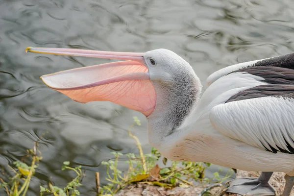 Hermoso pelícano australiano blanco y negro con pico rojo —  Fotos de Stock