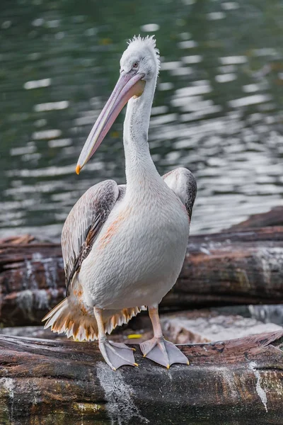 Piękny czarny-biały pelikan australijski z czerwonym dziobem — Zdjęcie stockowe