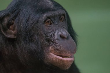 Komik portresi ve Bonobo, gülümseyen kapat