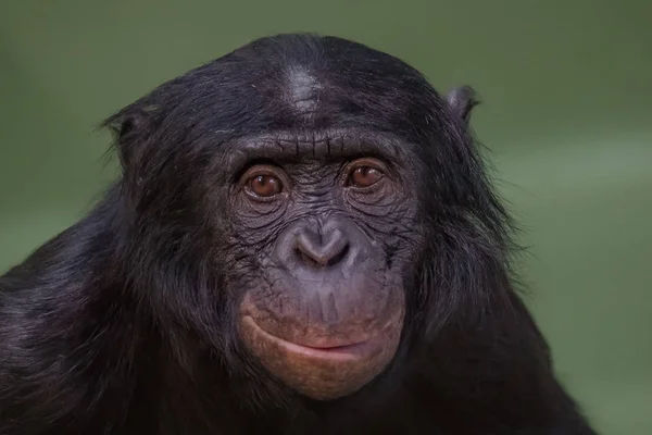 Retrato de engraçado e sorridente Bonobo, close-up — Fotografia de Stock