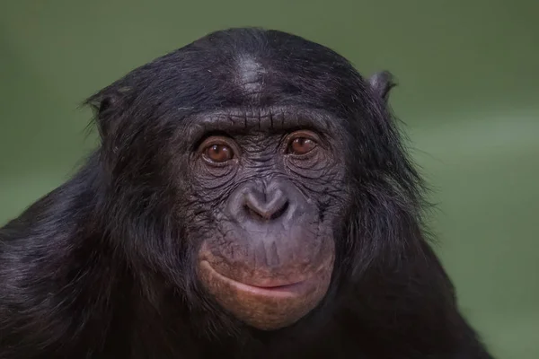 Ritratto di Bonobo divertente e sorridente, da vicino — Foto Stock