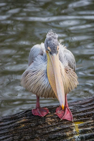 Schöner dalmatinischer pelikan im see, deutschland — Stockfoto