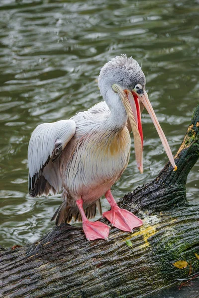 Beautiful dalmatian pelican in the lake, Germany — Stock Photo, Image