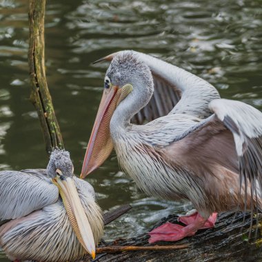 Güzel Dalmaçyalı pelikanlar göle davranışını