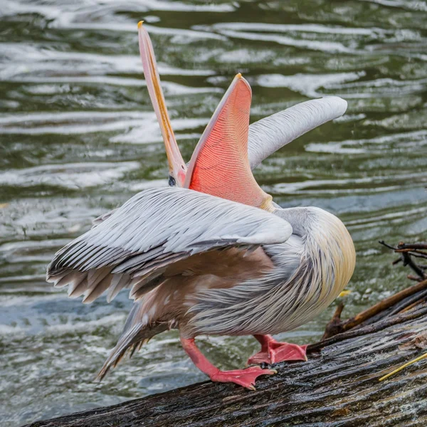 Поведение красивых далматинских пеликанов в озере — стоковое фото