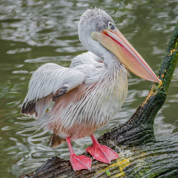 Comportamento de belos pelicanos dálmatas no lago — Fotografia de Stock