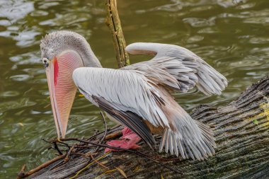 Güzel Dalmaçyalı pelikanlar göle davranışını