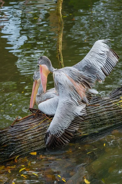 Apareamiento de hermosos pelícanos dálmatas en el lago —  Fotos de Stock