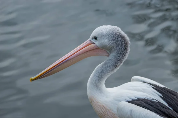 Beautiful black and white Australian pelican with red beak — Stock Photo, Image