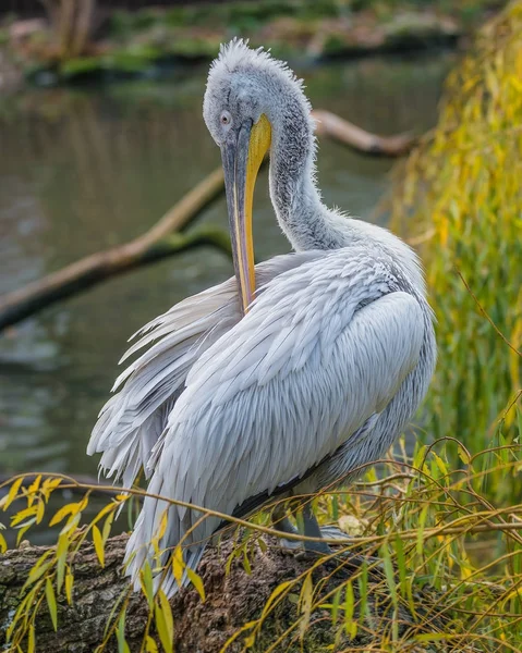 Comportamento de belos pelicanos dálmatas no lago — Fotografia de Stock