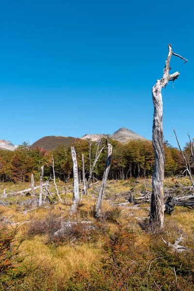 Nádherná krajina Patagonie v Tierra del Fuego národního parku — Stock fotografie