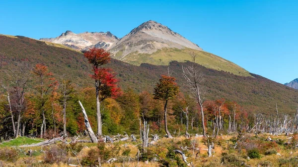 Nádherná krajina Patagonie v Tierra del Fuego národního parku — Stock fotografie