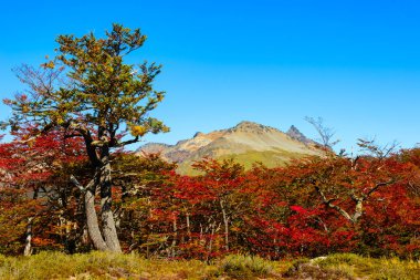 Patagonya'nın Tierra del Fuego Ulusal Par muhteşem manzara