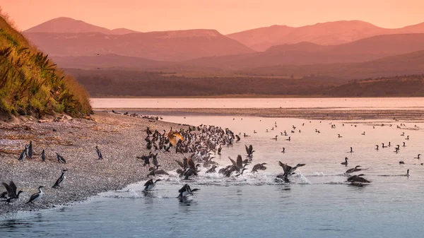 Colony of king cormorants at Beagle Channel, Patagonia — Stock Photo, Image