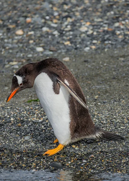 Beagle kanalı Patagonya'komik Gentoo penguen — Stok fotoğraf