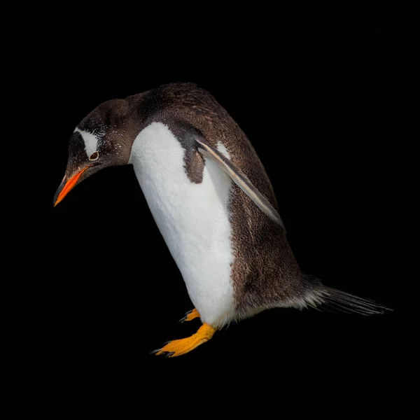 Funny Gentoo penguin isolated at black background, Beagle Channe Royalty Free Stock Images