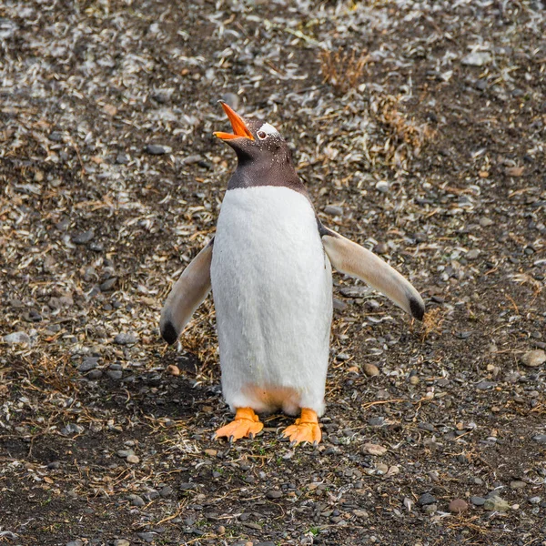 Funny Gentoo penguin at Beagle Channel in Patagonia