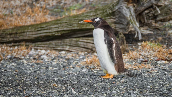 Pinguim Gentoo engraçado no Canal Beagle na Patagônia — Fotografia de Stock