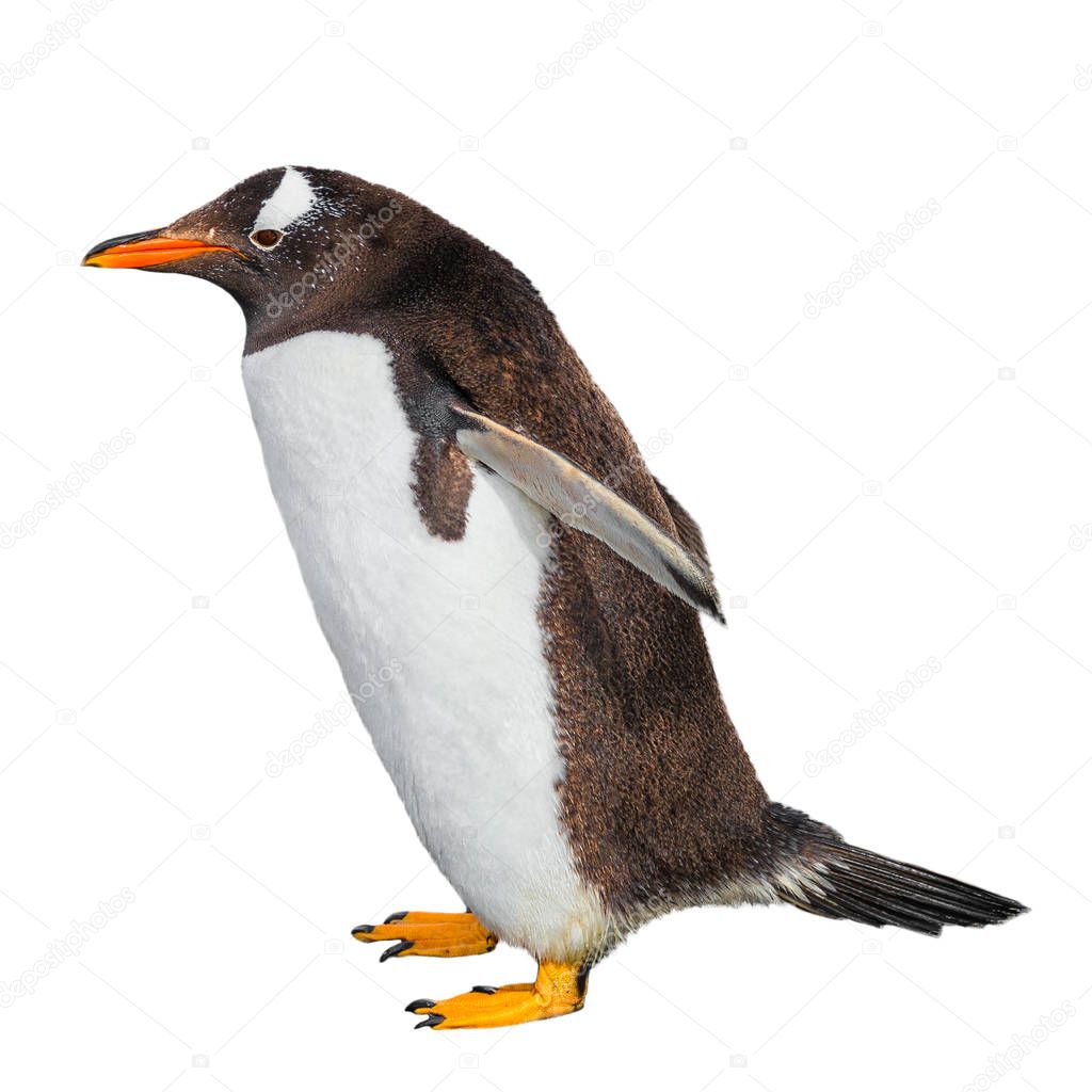 Funny Gentoo penguin isolated at white background, Beagle Channe