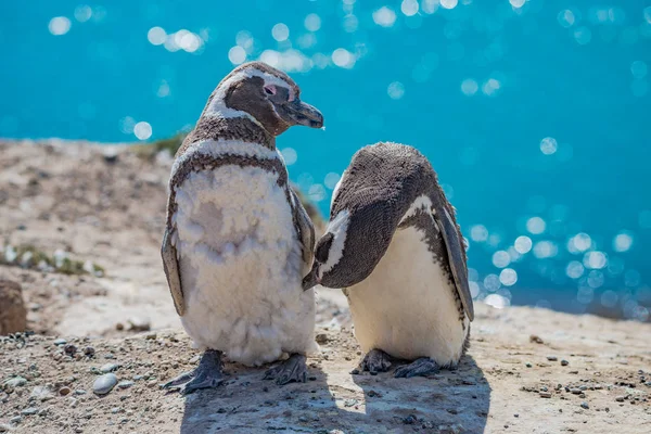 Magellanpinguine bewachen ihr Nest, Peninsula Valdes, Patag — Stockfoto