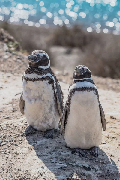 Pinguins de Magalhães guardando seu ninho, península Valdes, Patag — Fotografia de Stock