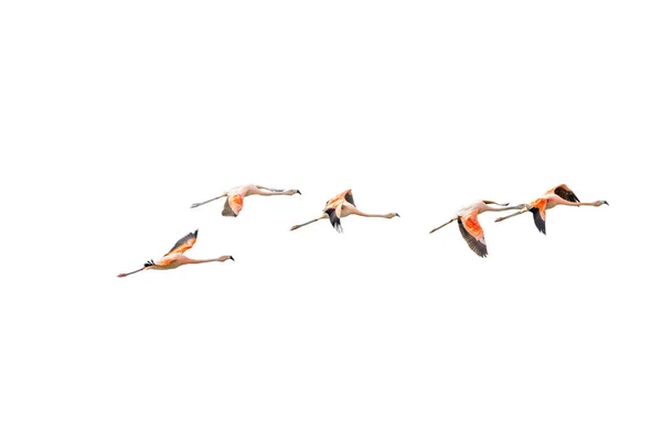 Isolated Flying Rosy Flamingos at Nimez Birds Reservation area, — Stock Photo, Image