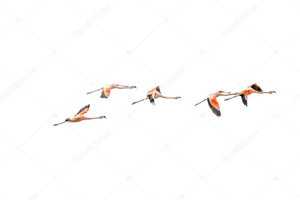 Isolated Flying Rosy Flamingos at Nimez Birds Reservation area, 