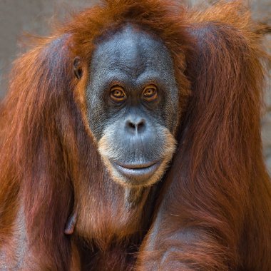 Akıllı Asya orangutan portresi