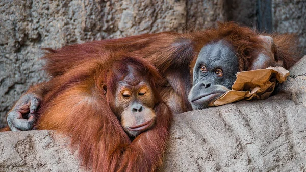 Retrato de un par de divertidos y aburridos orangutanes asiáticos — Foto de Stock