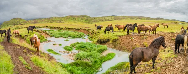 Panoramiczny widok na dolinę i stada koni islandzkich na Islandii, — Zdjęcie stockowe