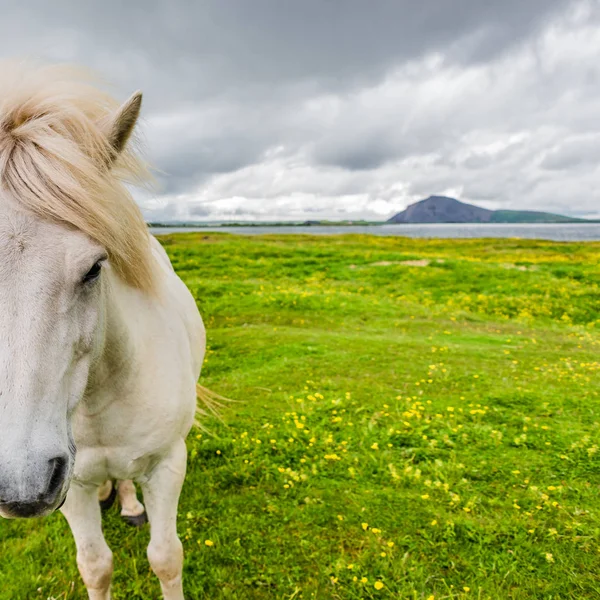 Islandshäst och vackra isländska landskapet, Island Royaltyfria Stockfoton